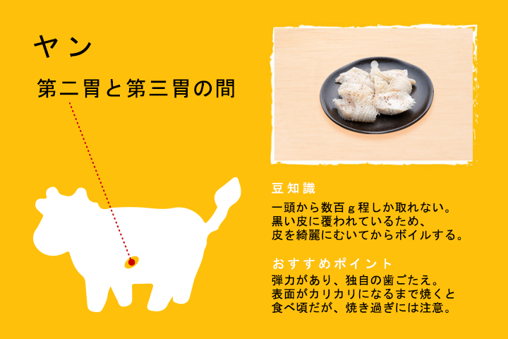 ヤン（第二胃と第三胃の間）