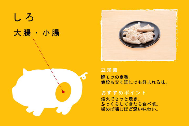 しろ（大腸・小腸）